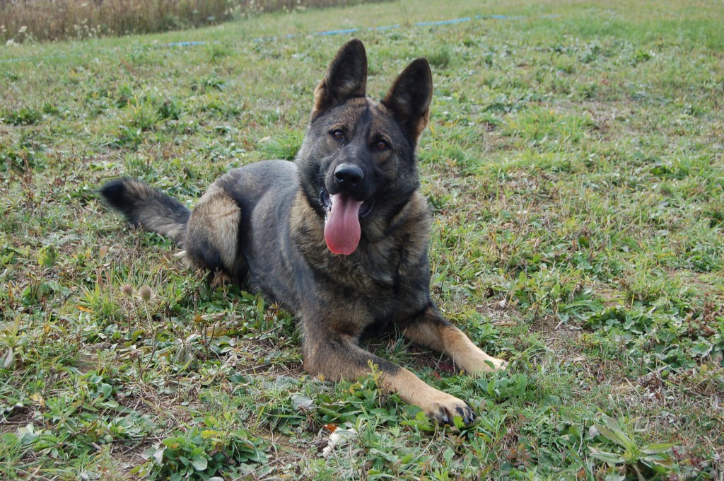 Female German Shepherd Protection Dog – Yska
