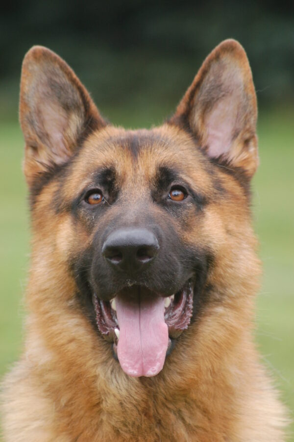 German Shepherd Carba enjoying the sun