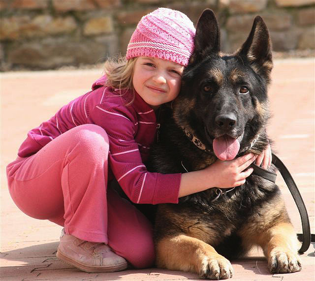 German Shepherd Protection Dogs, by CC Protection Dogs