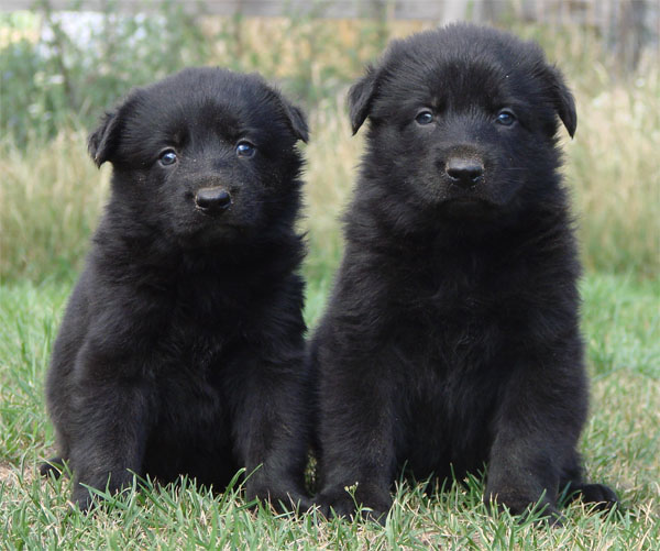 German Shepherd Protection Dog Puppies