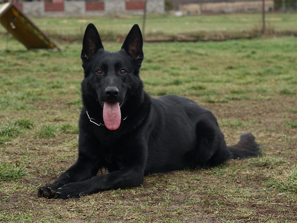 Trained German Shepherd for sale by CCPD
