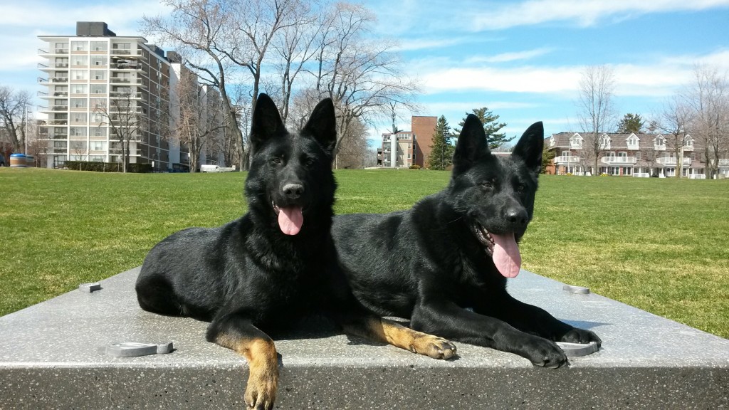 Trained German Shepherds for sale, By CC Protection Dogs