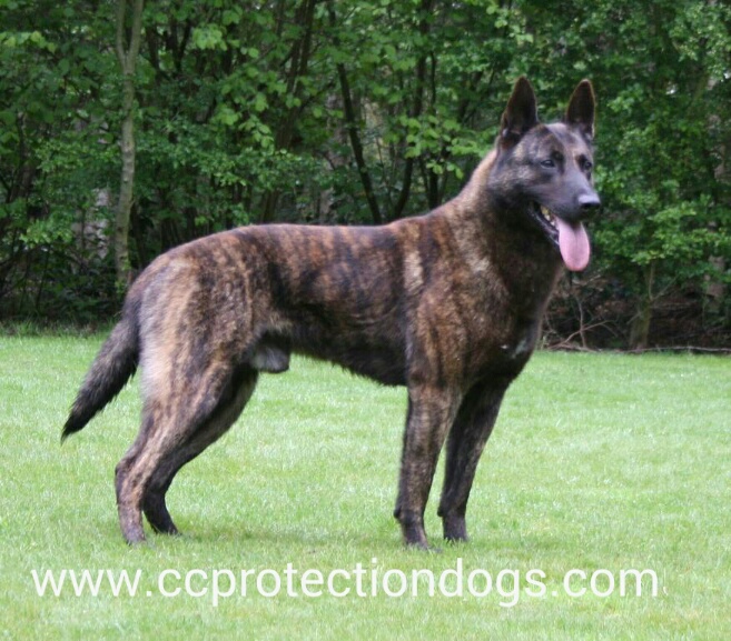 CC Protection Dogs, Dutch Shepherd