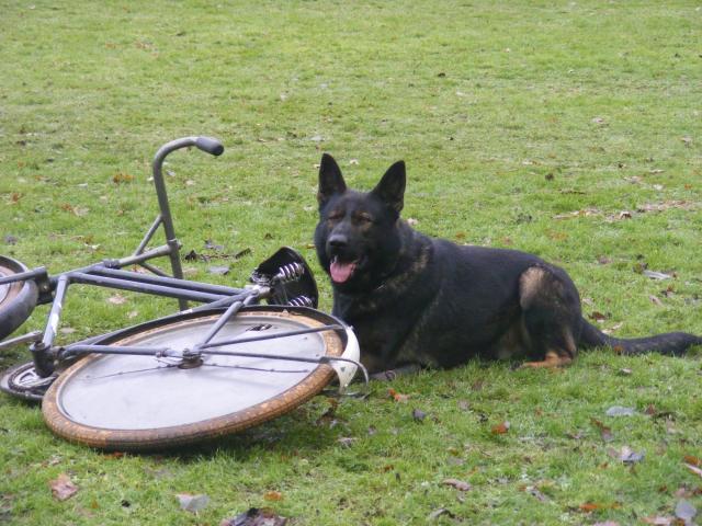 CC Protection Dogs, Stud Dog Gandhi