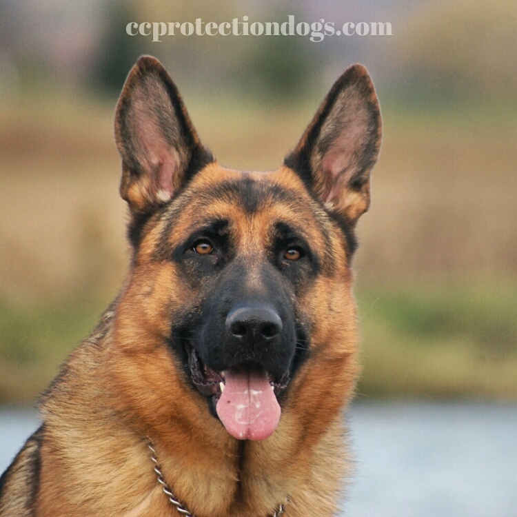 German Shepherd Protection Dogs by CCPD