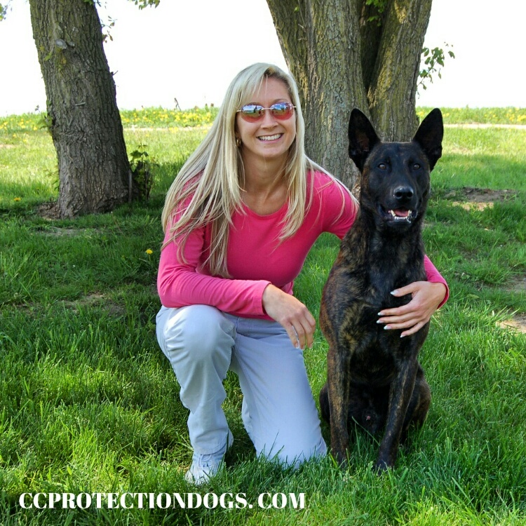 Appearance Of A Dutch Shepherd Dog Cc Protection Dogs