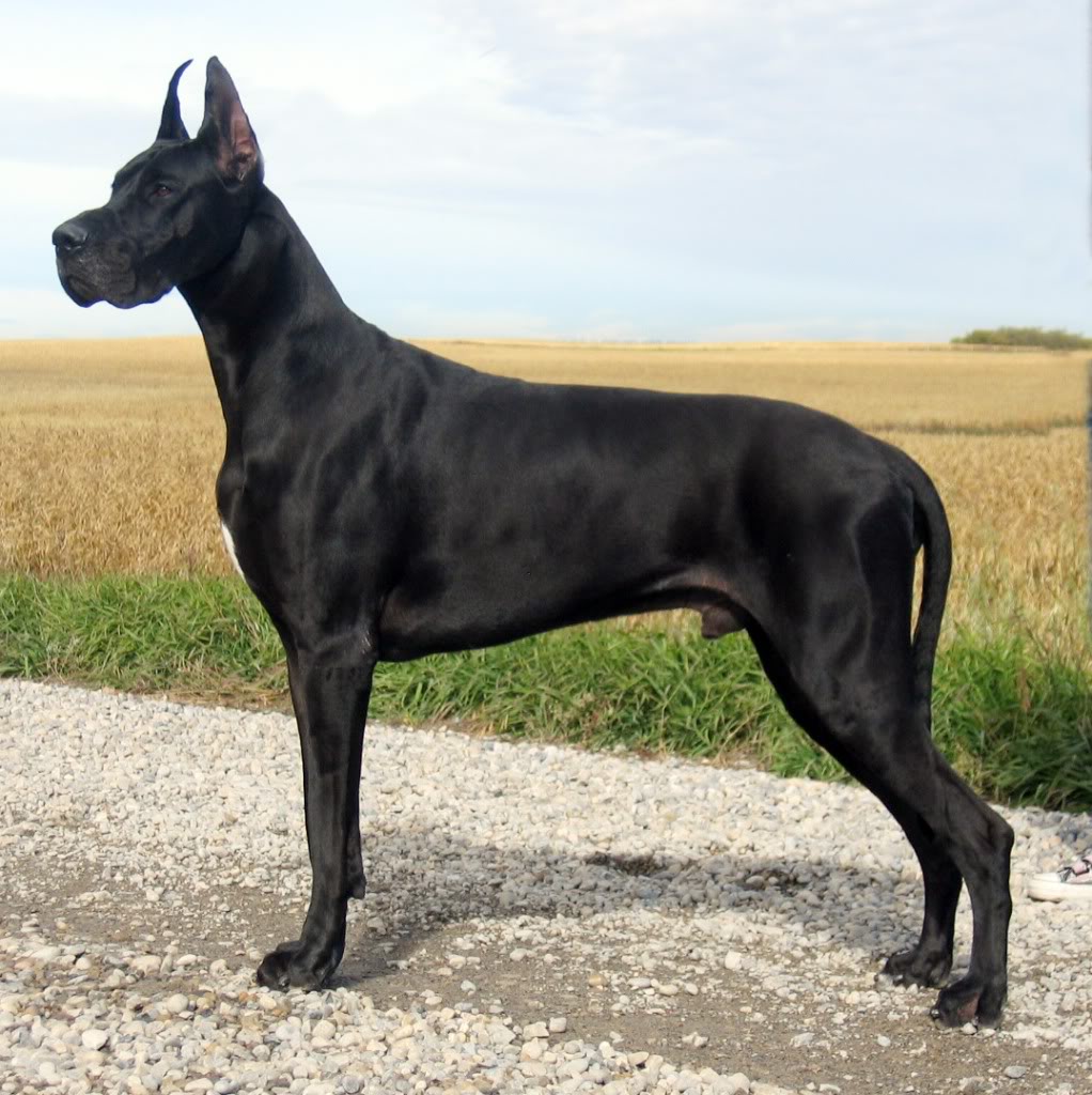 Great Dane , Protection Dogs