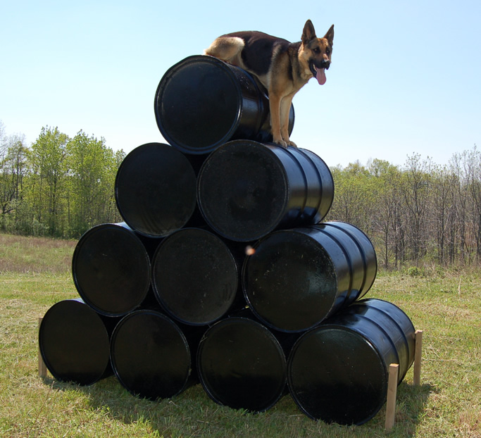 Customized Protection Dog Training