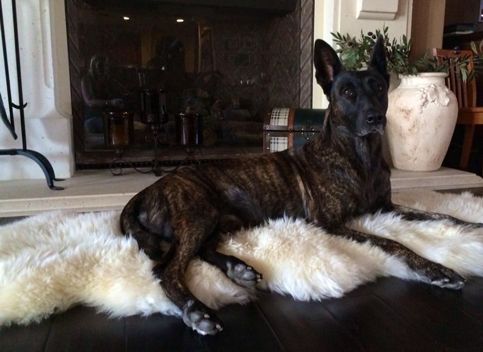 Dutch Shepherd  Protection Dog, Boy.