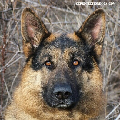 German Shepherd Protection Dog , Rocky