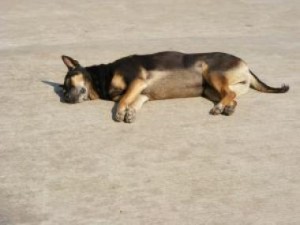 Seizures in Dogs, CC ProtectionDogs ,blog post