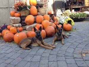 fall spirit with trained protection dogs