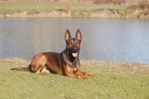 Belgian Malinois, Protection Dogs, Broson. down