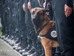 diesel-paris-attacks_ Protection Dogs