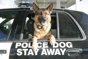 police protection dog