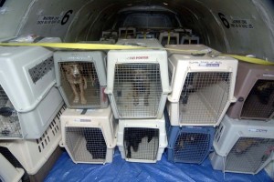 CC Protection Dogs and Pet On-Flight Boarding