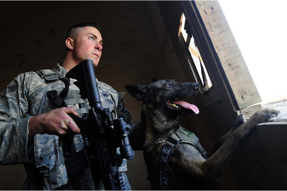 Trained Military Dogs