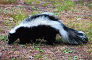 How to Get the Skunk Smell Off Your Personal Protection Dog