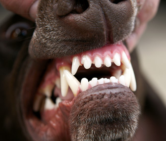 What You Need to Know About Your Protection Dog’s Dental Health