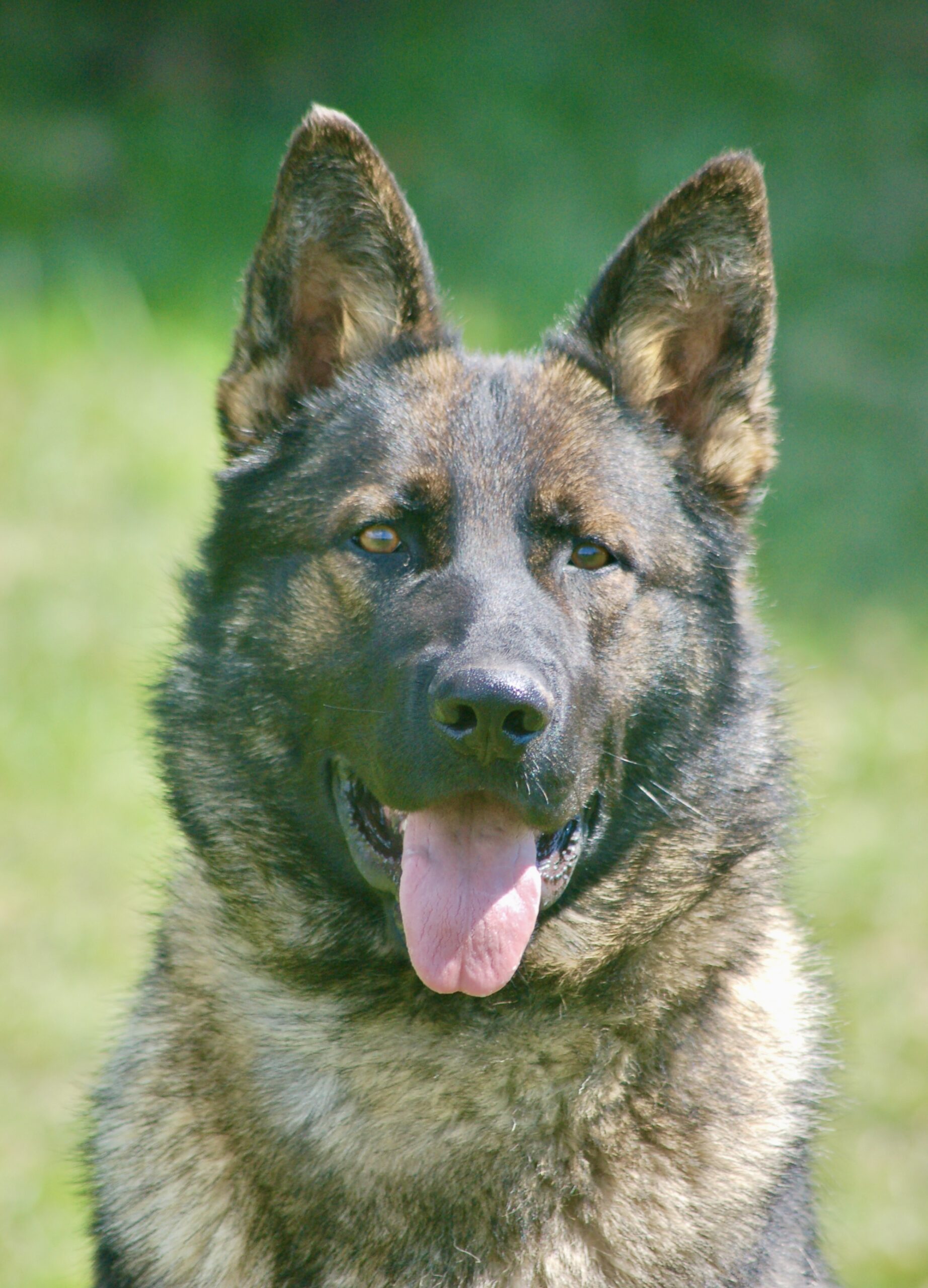 german shepherd sting out in port colborne enjoying sun