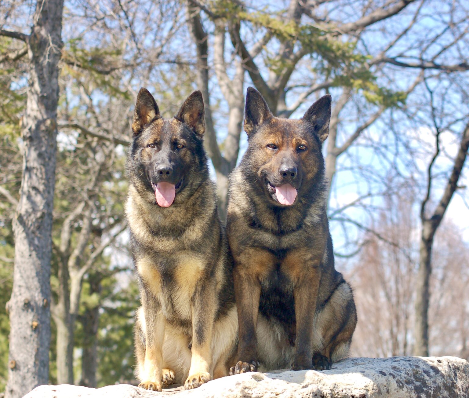 One of our protection dogs for sale washington loving his new home