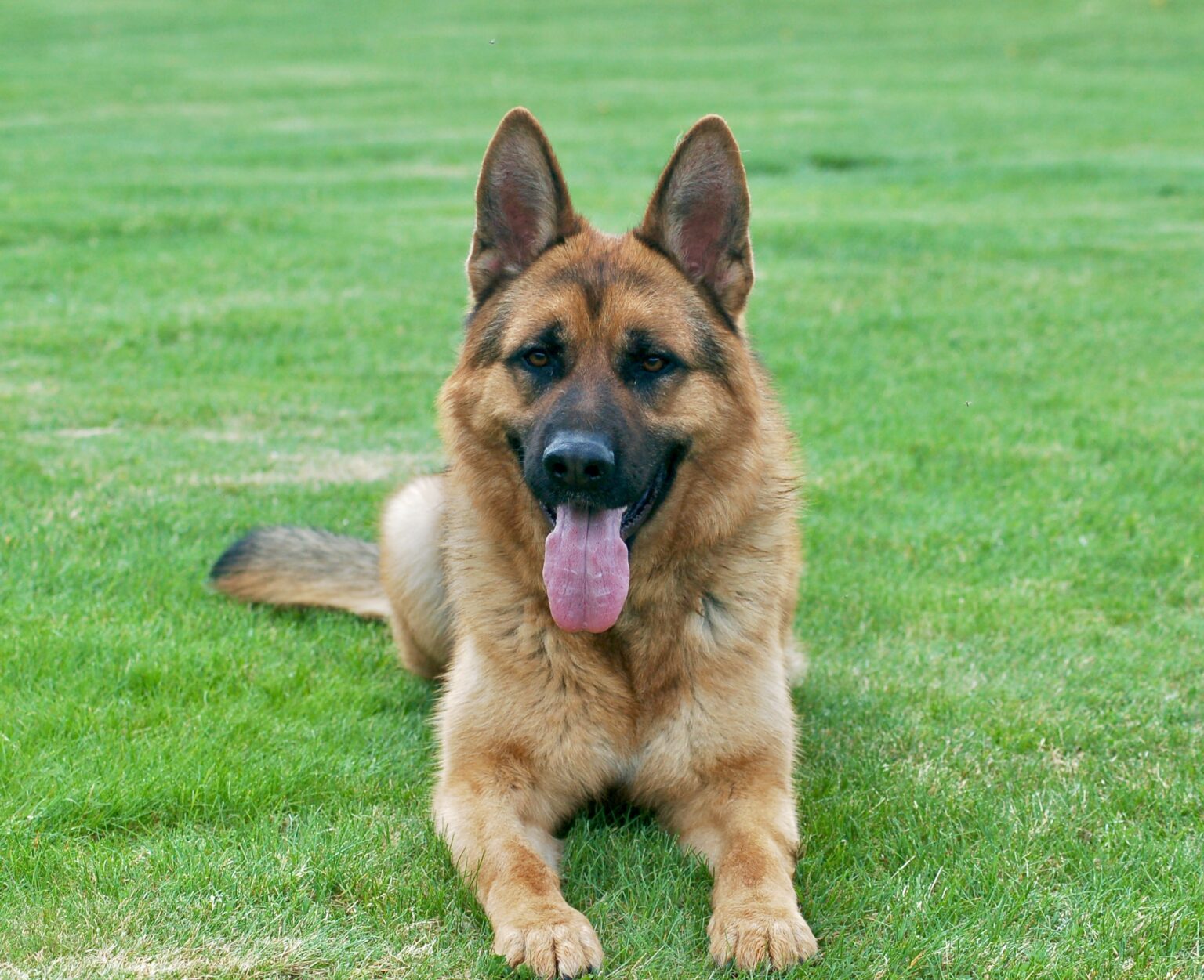 One of our protection dogs for sale Washington loving his new home