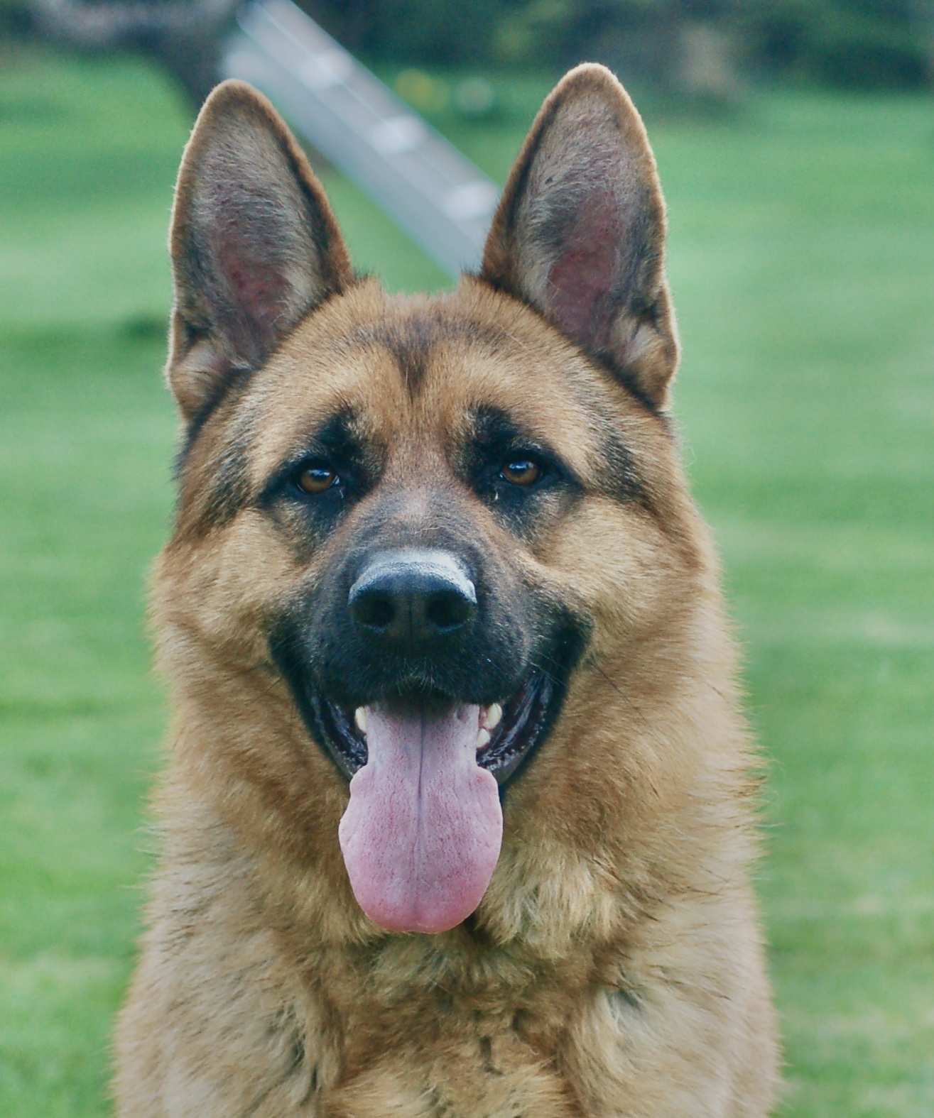 German shepherd Santo sitting in the grass field