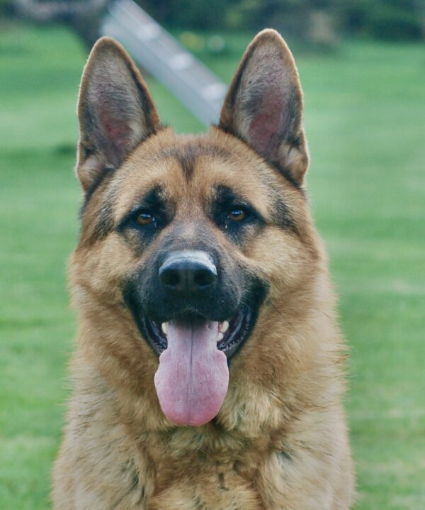 German shepherd Santo sitting in the grass field