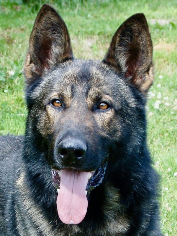 German Shepherd Max out enjoying the day