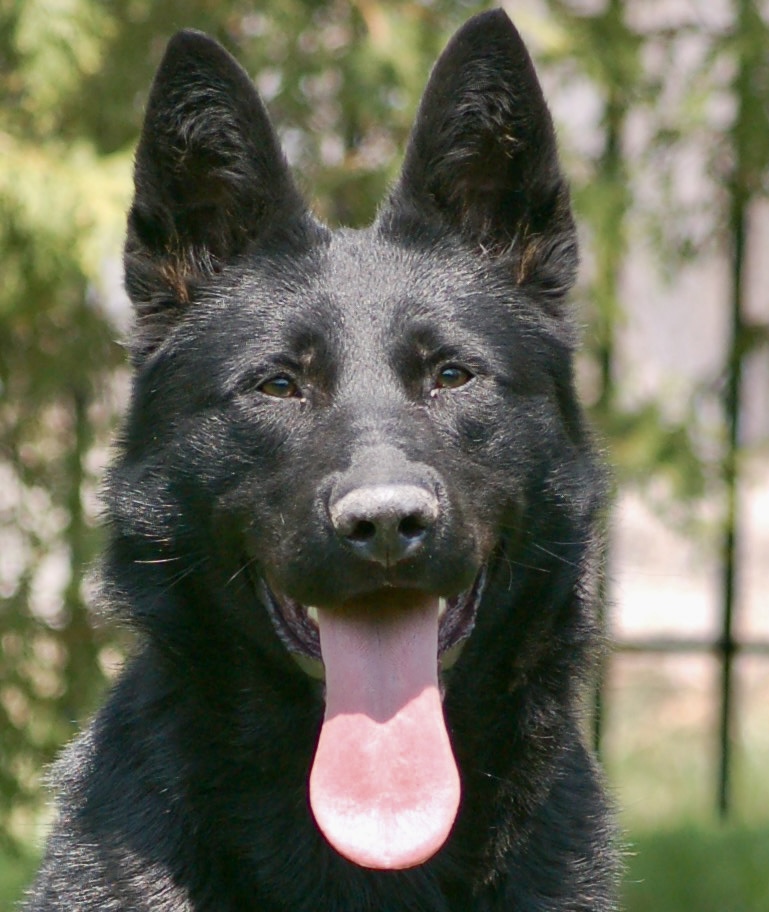 Beautiful german shepherd bella out soaking in the sun