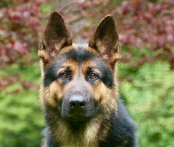 Gator head shot German Shepherd Gator with his new family in Miami Florida