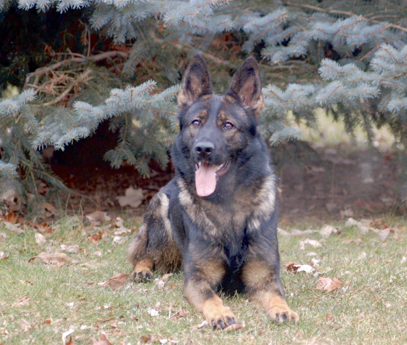 Protection dogs for sale New York