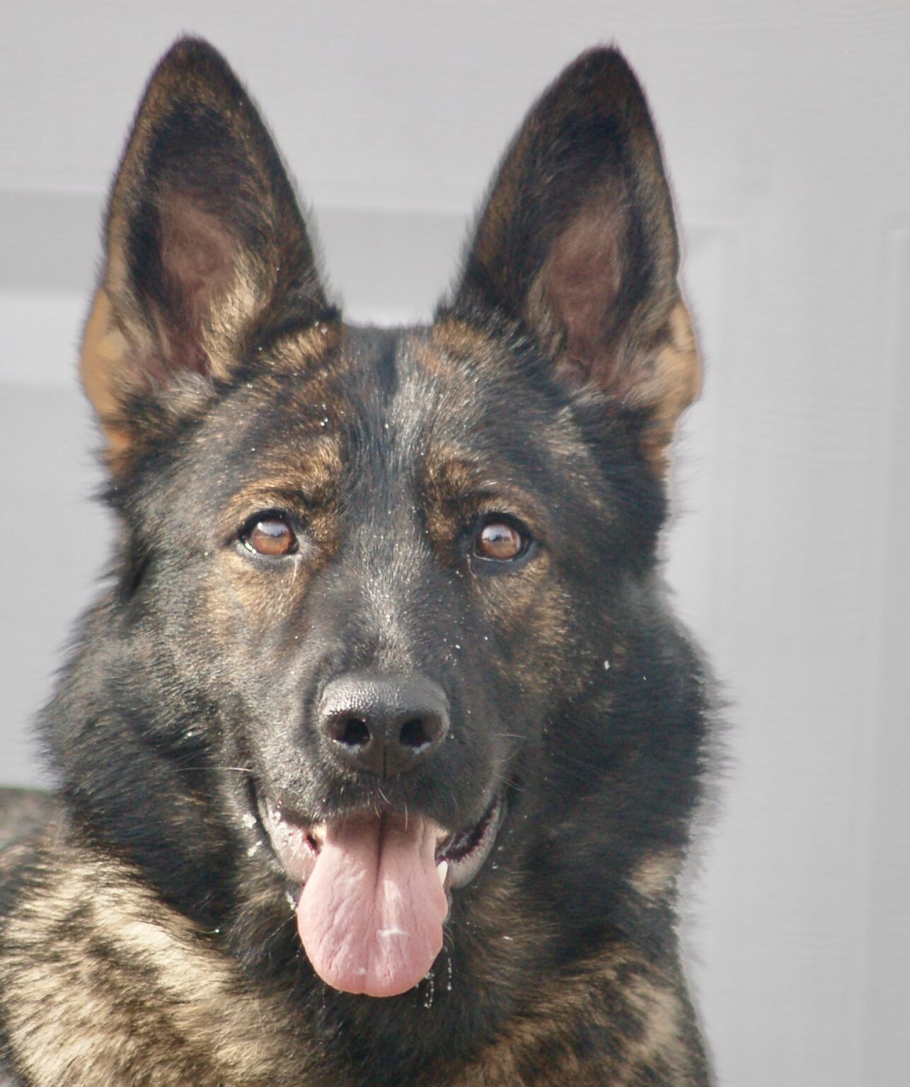 Alert dog Pia out and about doing obedience off leash