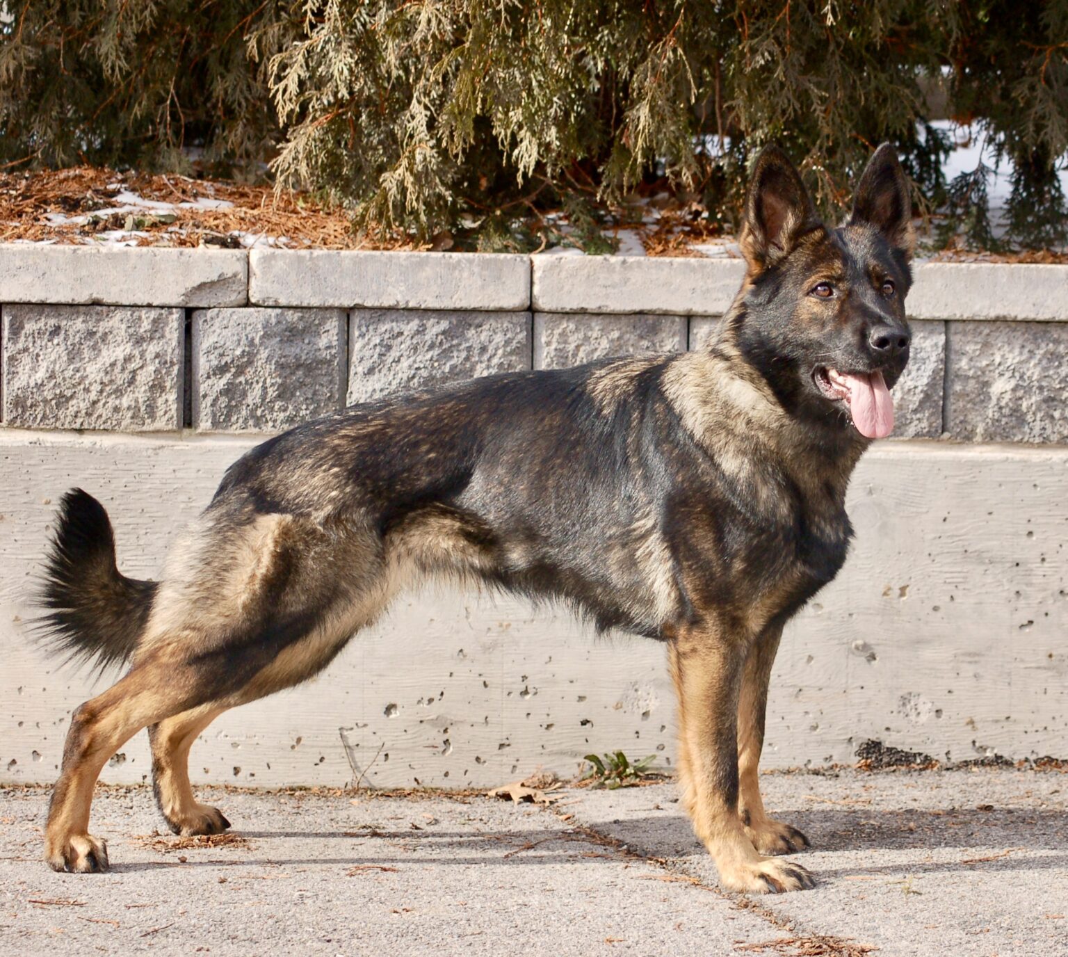 Pia on high alert doing what she does best as an alert dog