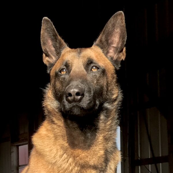 Kane head shot Protection dogs for sale Georgia