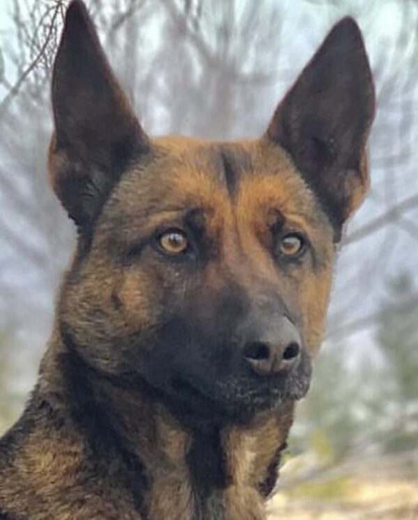 Zeka Headshot Available belgian malinois protection dogs for sale in california