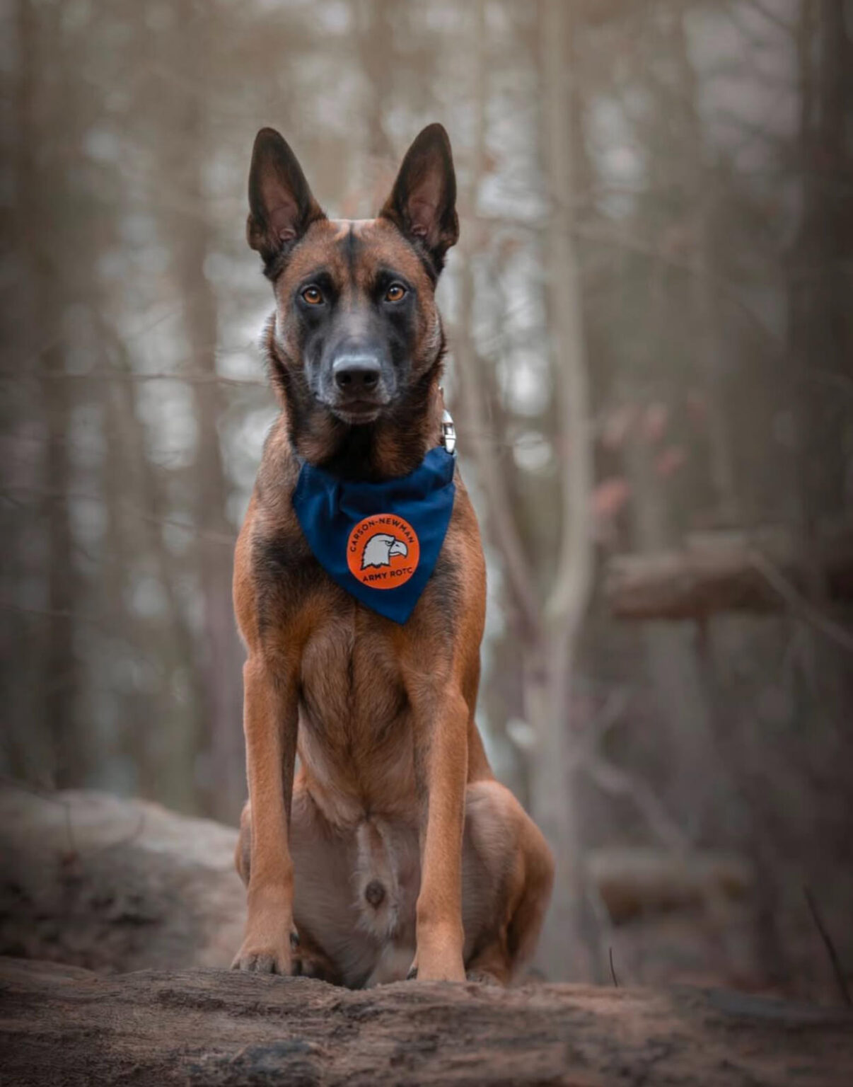 Belgian Malinois - Caiman Jr