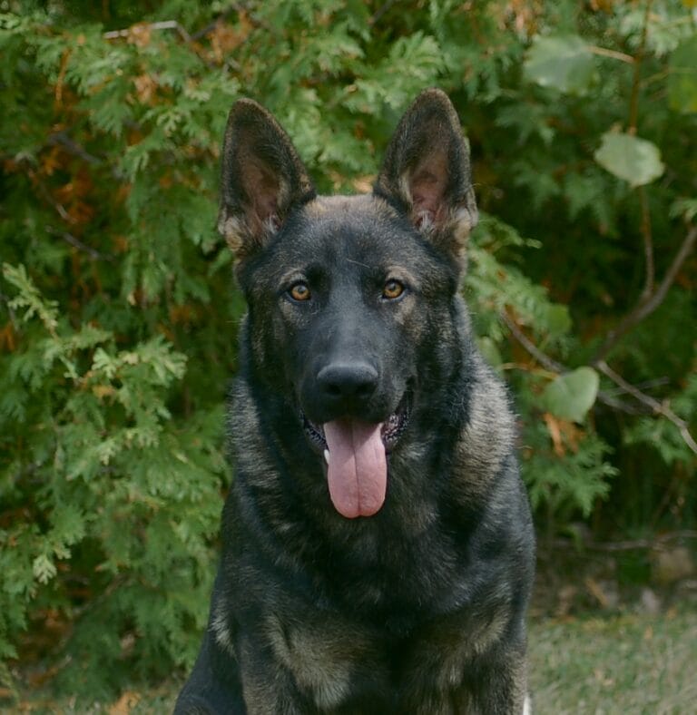 Young trained dog sting