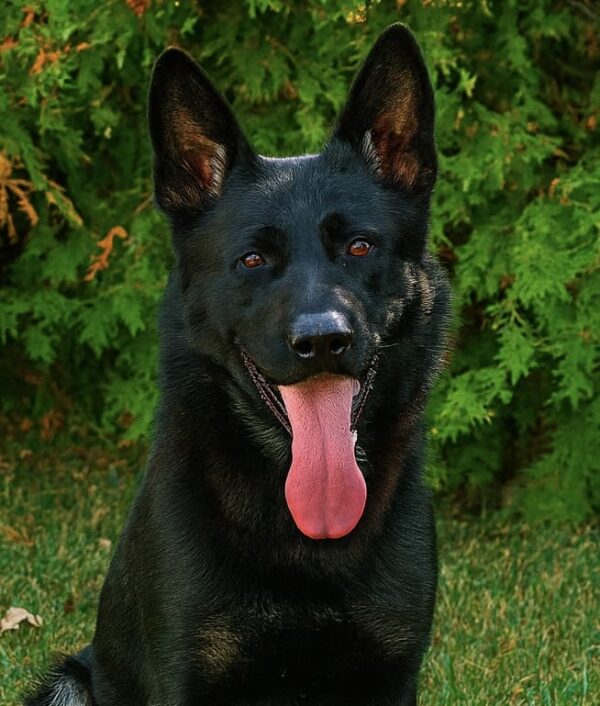 Quando head shot Patrol dog Quando