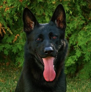 Patrol dog Quando