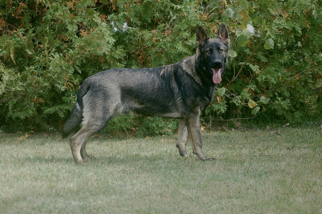 Young trained dog on duty