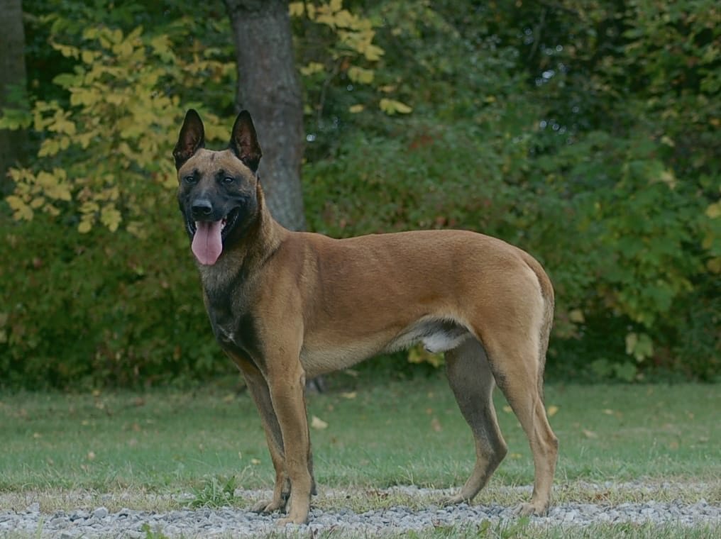 Elite protection dog capo standing