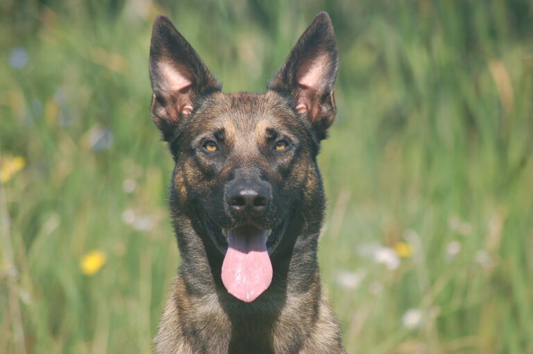 Rudo Trained Belgian Malinois Protection Dog