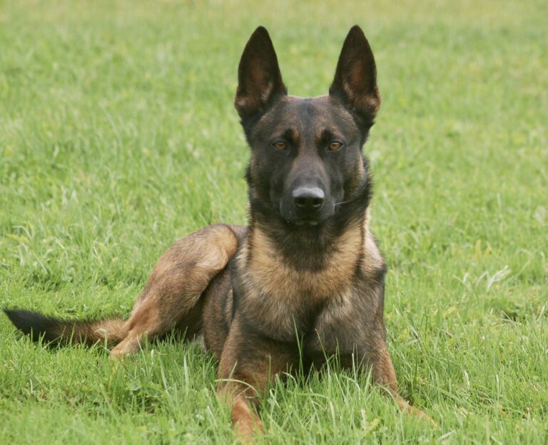 Personal Guard Dog For Sale