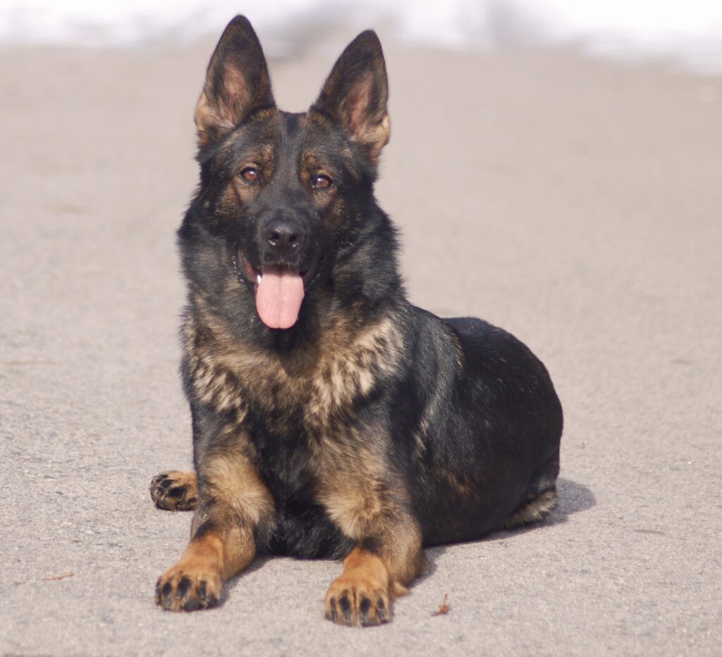 Companies to be buying a protection dog from are hard to find but we got you here at CCPD