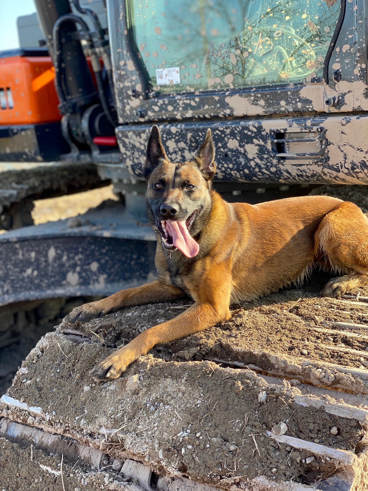 Protection dogs for sale texas