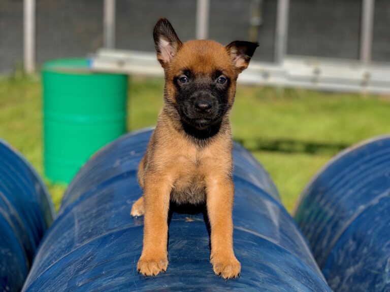 bad dog breeders and what to look out for
