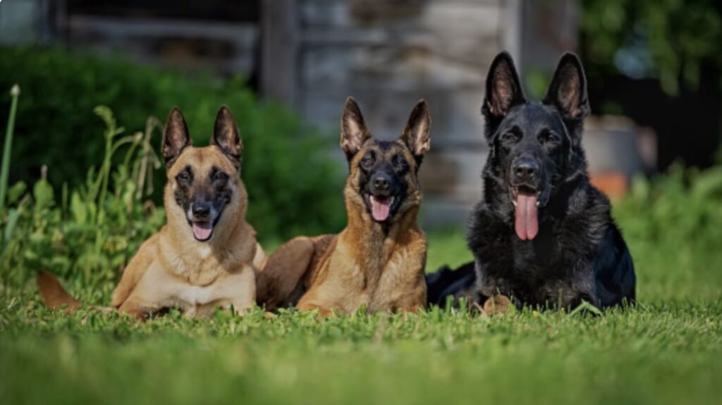 Best Family Dog Finding the Perfect Companion