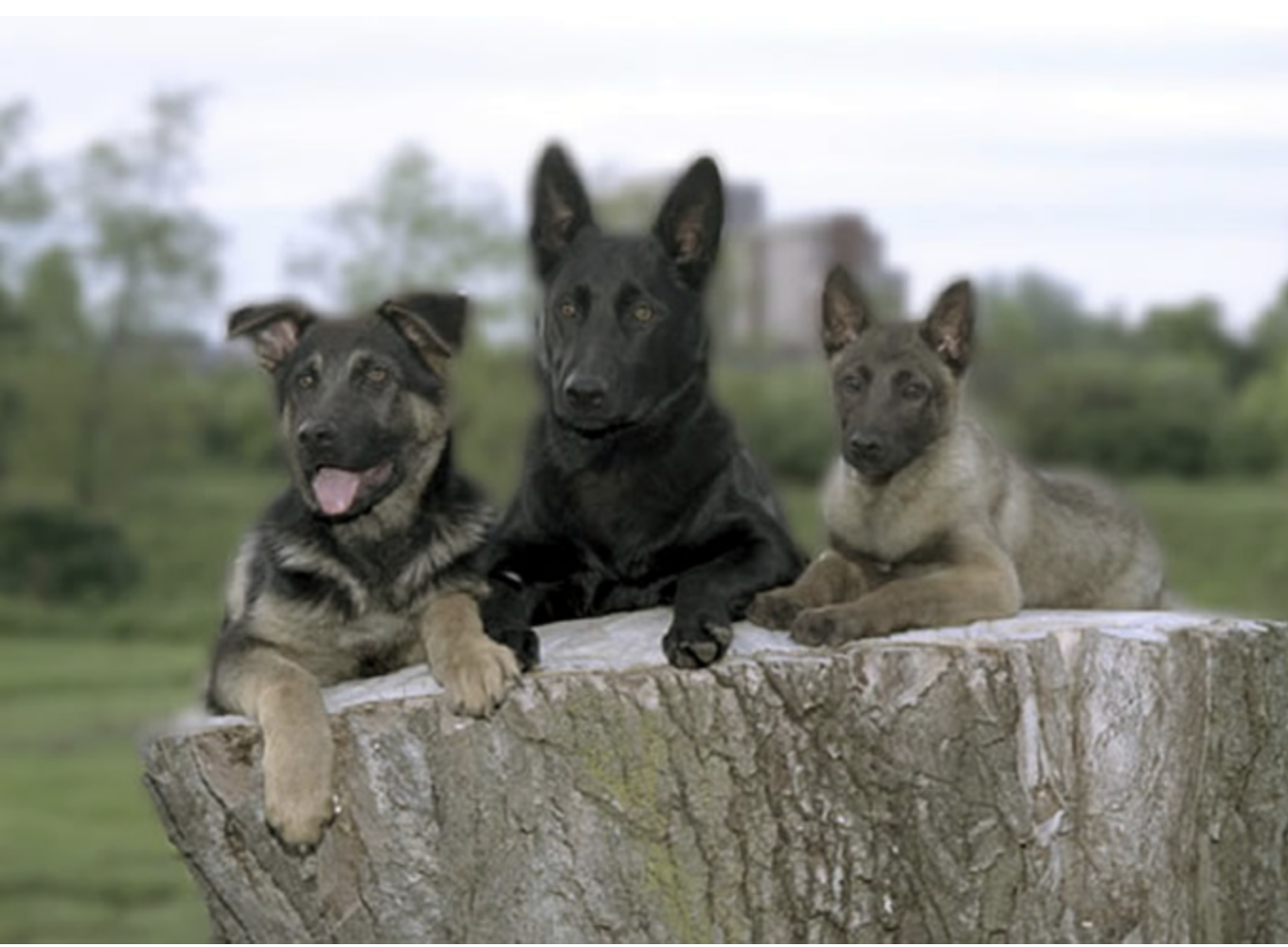 German Shepherd, Dutch Shepherd, Belgian Malinois