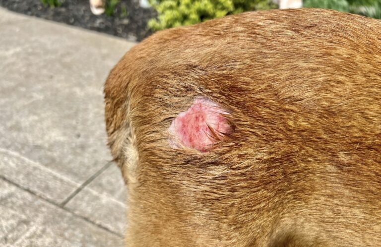 diagnosing skin issues